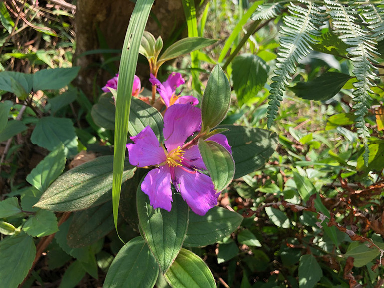 Ngắm hoàng hôn trên đỉnh Ngải Thầu ảnh 5