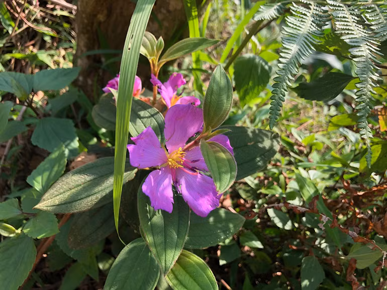 Ngắm hoàng hôn trên đỉnh Ngải Thầu ảnh 5