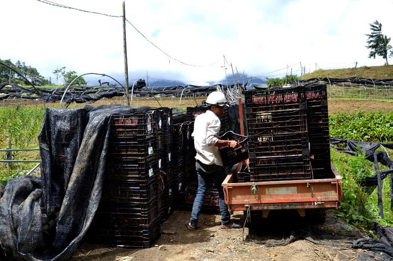 Nông dân Sa Pa vượt dịch phát triển sản xuất -0