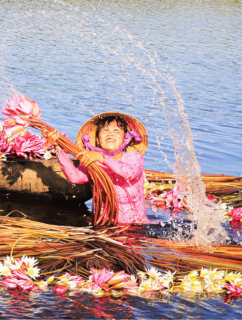 Bông súng mùa nước nổi ảnh 1 11_1-1643077252419.jpg