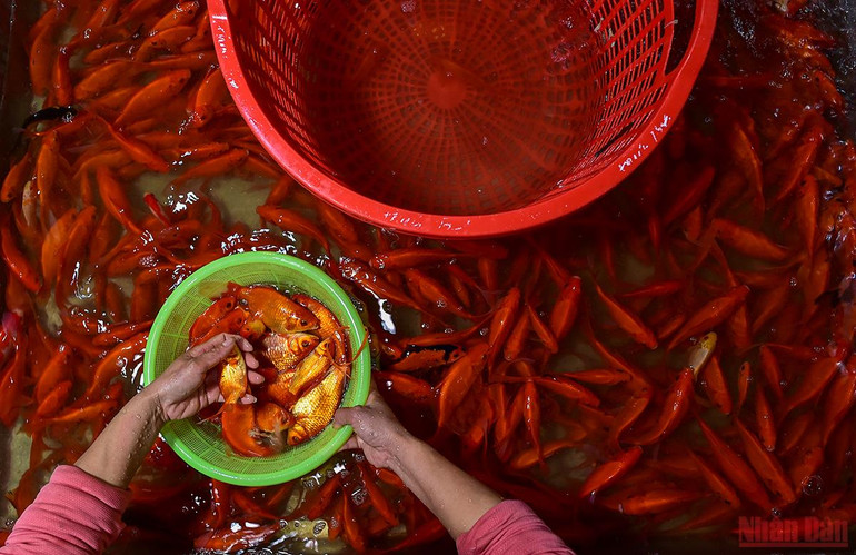 Chợ cá Yên Sở tấp nập, ngập sắc đỏ vàng Tết ông Công ông Táo -0