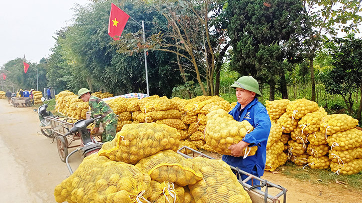 Niềm vui được bao tiêu khoai tây ổn định sau thu hoạch. Khoai tây trắng “bén duyên” đất cát Nghệ An -0