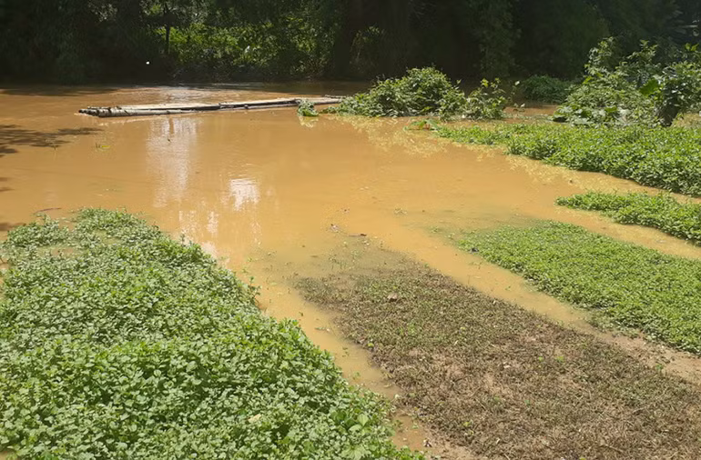 Gần 100 ha lúa, hoa màu ở Bắc Kạn bị ngập -0