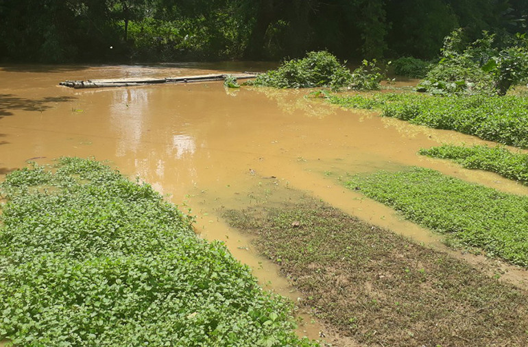 Gần 100 ha lúa, hoa màu ở Bắc Kạn bị ngập -0