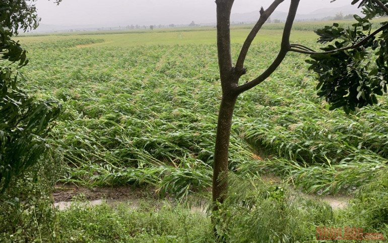 Hai người bị thương, ba nhà sập, 972 nhà bị tốc mái do bão số 9 -0