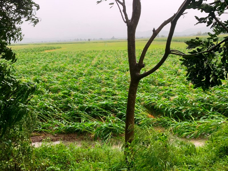 Bão số 9 gây nhiều thiệt hại ở Gia Lai -0