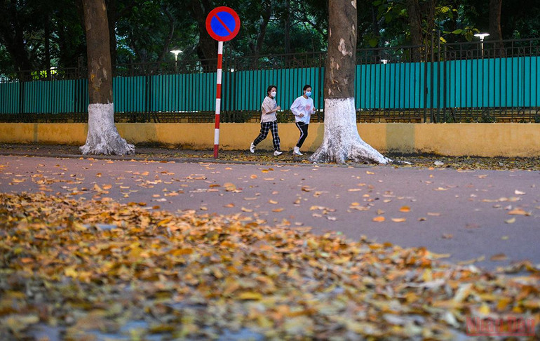 Hà Nội đẹp nao lòng mùa lá rụng tháng 3 -0