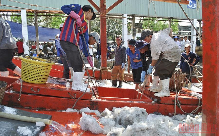 Vận chuyển cá từ tàu lên cảng tại Cảng Tắc Cậu, huyện Châu Thành. (Ảnh: VIỆT TIẾN) Kiên Giang gỡ khó cho hoạt động khai thác và chế biến thủy sản -0