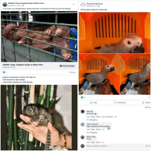 Ảnh chụp một số bài đăng rao bán động vật hoang dã trên Facebook. (Ảnh: Avaaz) Nạn buôn bán động vật hoang dã tăng mạnh trên Facebook -0