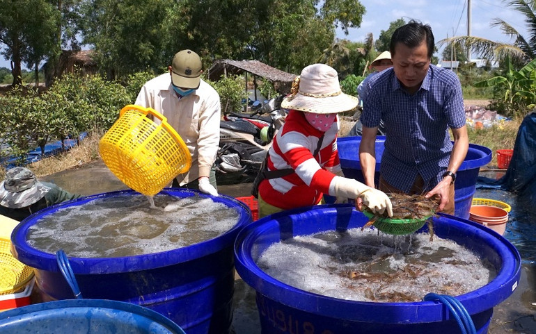Thương lái rửa sạch và phân loại tôm càng xanh trước khi đưa đi tiêu thụ. Tôm càng xanh ở đồng lúa sinh thái Cà Mau -0