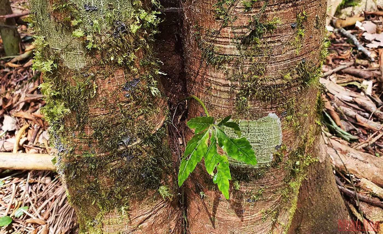 Khám phá mùa trồng mới “quốc bảo” sâm Ngọc Linh -0