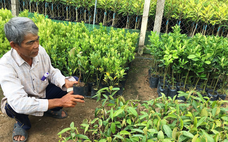 Khởi nghiệp từ giá thể ươm cây giống sạch bệnh -0