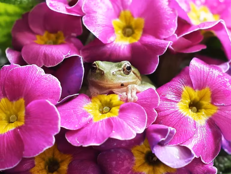 Những bức ảnh ấn tượng về động vật hoang dã -0