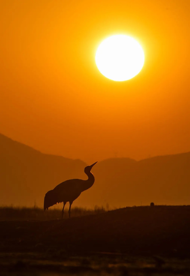 Những bức ảnh ấn tượng về động vật hoang dã -0