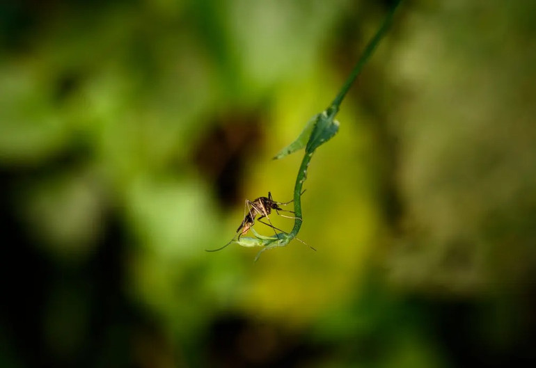 Những bức ảnh ấn tượng về động vật hoang dã -0