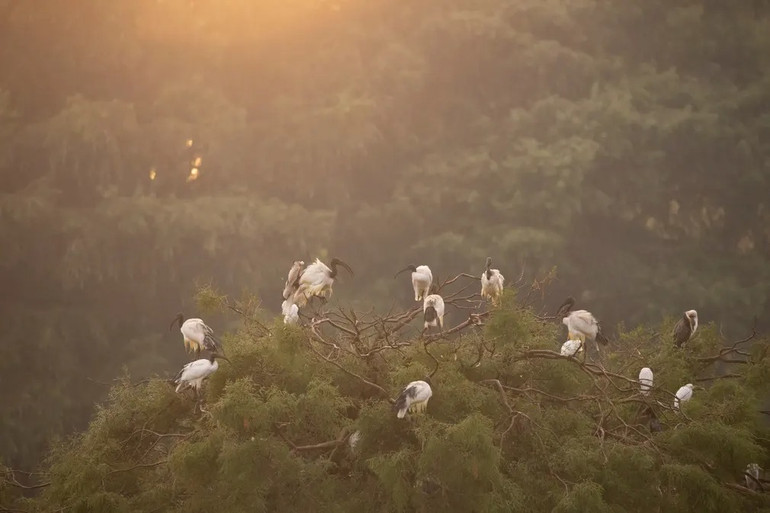 Những bức ảnh ấn tượng về động vật hoang dã -0