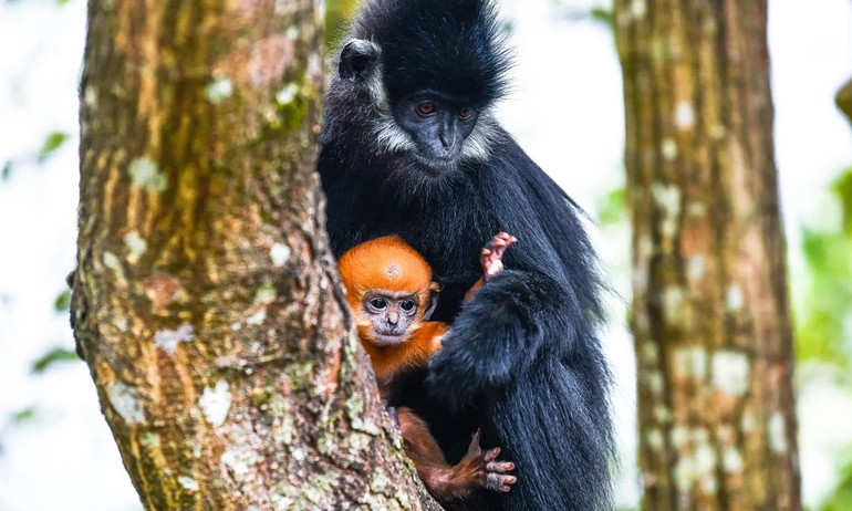 Những bức ảnh ấn tượng về động vật hoang dã -0