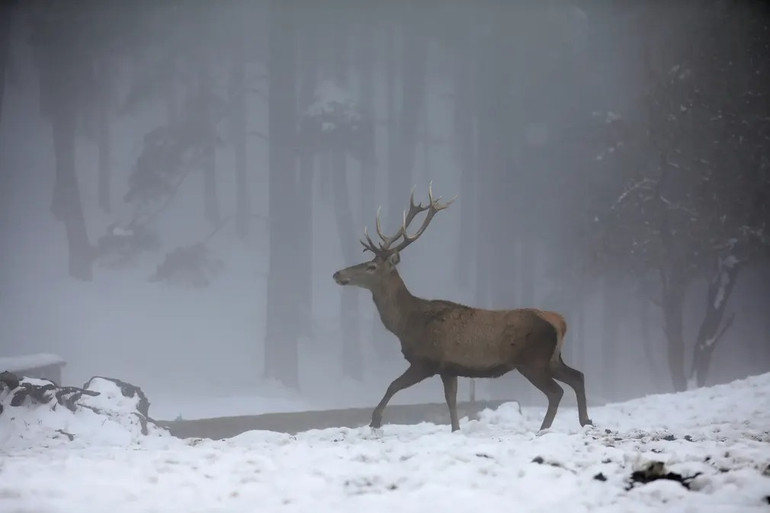 Những bức ảnh ấn tượng về động vật hoang dã -0