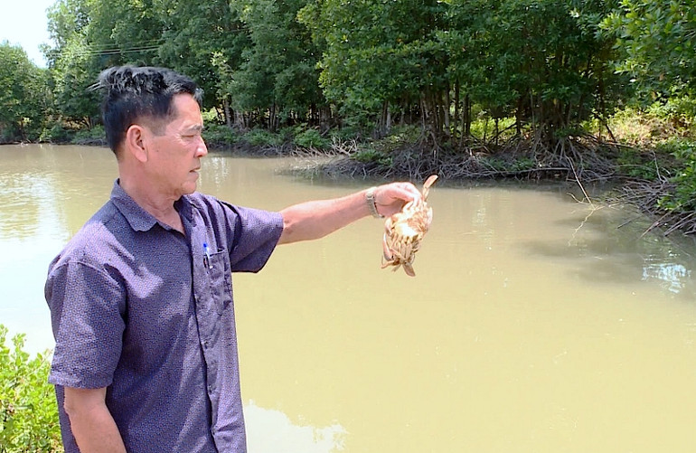 Lão nông Bùi Lũy cầm một con cua còn sống nhưng bắt lên vài giờ thì chết. Giải mã nguyên nhân cua chết ở Cà Mau -0
