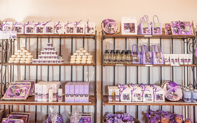 Tháng 7 tím sắc hoa oải hương ở cao nguyên Valensole nước Pháp -0