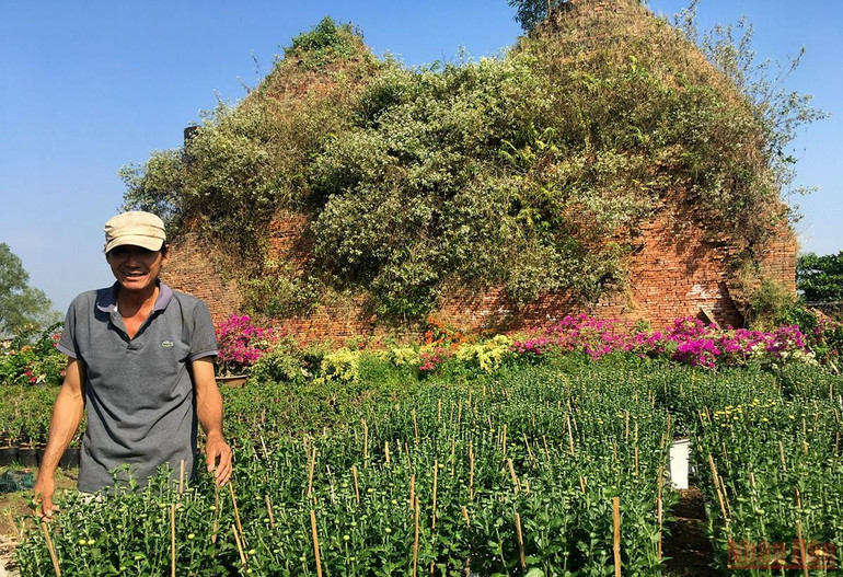 Làng hoa, cây cảnh Bến Tre tất bật sản xuất phục vụ thị trường Tết -0