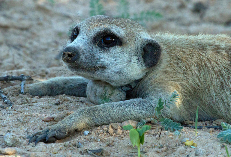 Ám ảnh về virus, zombie trong cuộc thi ảnh sinh thái quốc tế -0