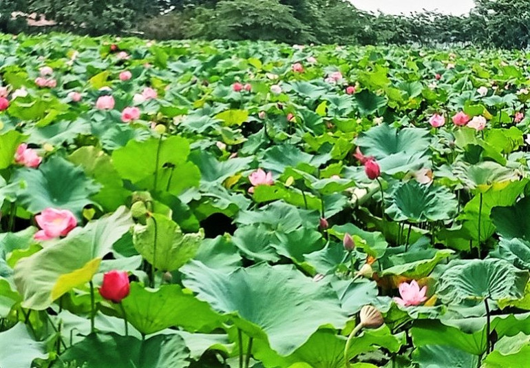 Mùa sen thơm ngát giữa mùa lúa ở tâm dịch Covid-19 -0
