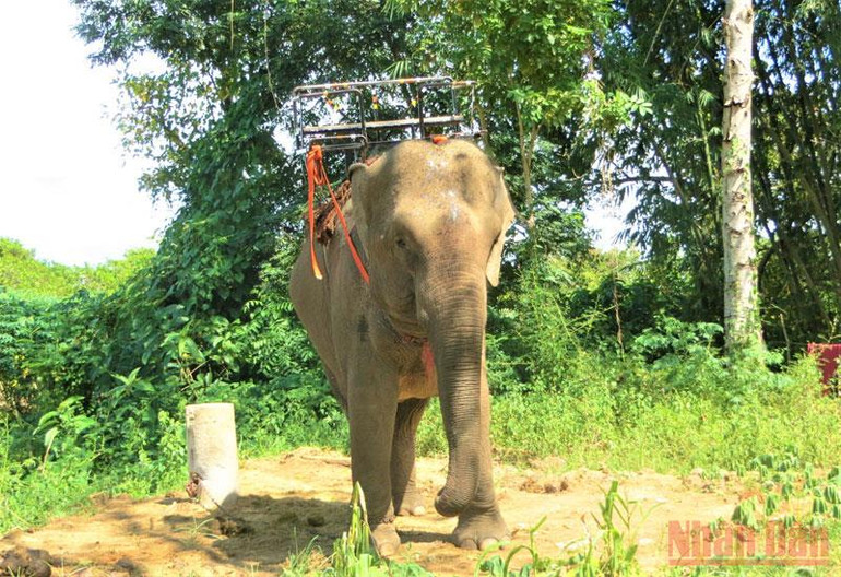 Phát hiện bãi tập kết gỗ trái phép tại Trung tâm Bảo tồn voi Đắk Lắk -0