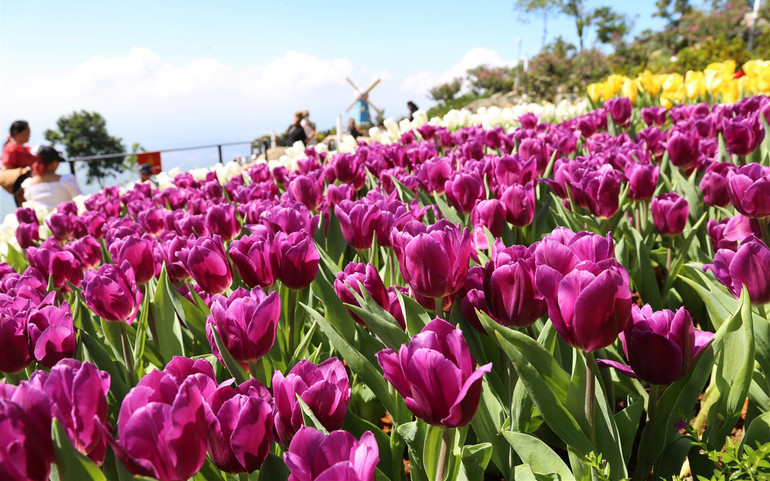 Rực rỡ sắc hoa tulip trên đỉnh núi Bà Đen -3