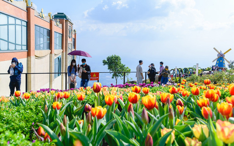 Rực rỡ sắc hoa tulip trên đỉnh núi Bà Đen -1
