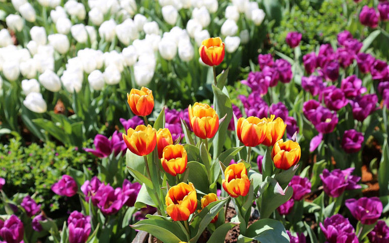 Rực rỡ sắc hoa tulip trên đỉnh núi Bà Đen -1