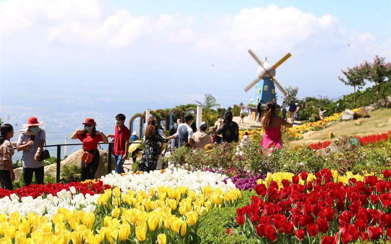 Rực rỡ sắc hoa tulip trên đỉnh núi Bà Đen -4
