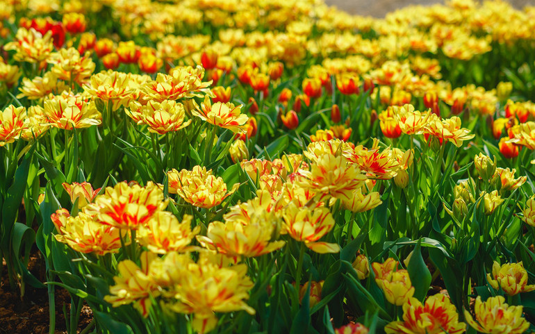 Rực rỡ sắc hoa tulip trên đỉnh núi Bà Đen -2