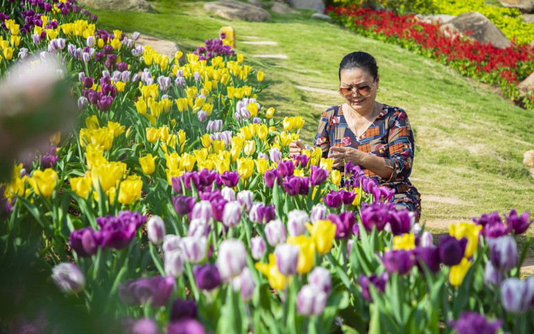 Rực rỡ sắc hoa tulip trên đỉnh núi Bà Đen -0