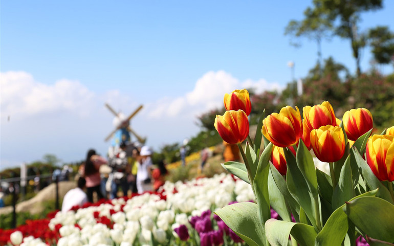 Rực rỡ sắc hoa tulip trên đỉnh núi Bà Đen -0