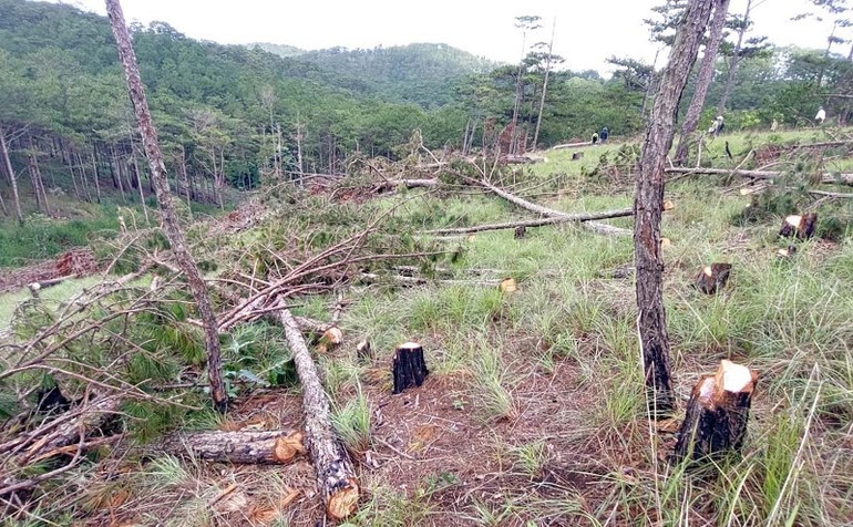 Hàng trăm cây thông ba lá bị cưa hạ trái phép tại Đà Lạt -0