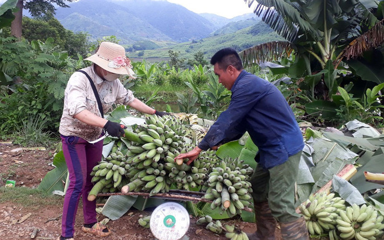 Nhiều năm trở lại đây, cây chuối đã đem lại nguồn thu lớn cho nông dân huyện Phong Thổ và các địa phương lân cận. Lai Châu tìm giải pháp tiêu thụ nông sản -0
