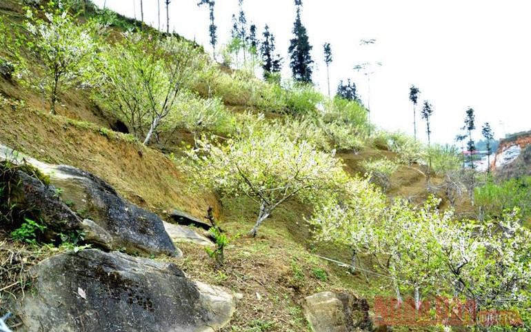 Mùa hoa mận trên cao nguyên trắng Bắc Hà -3