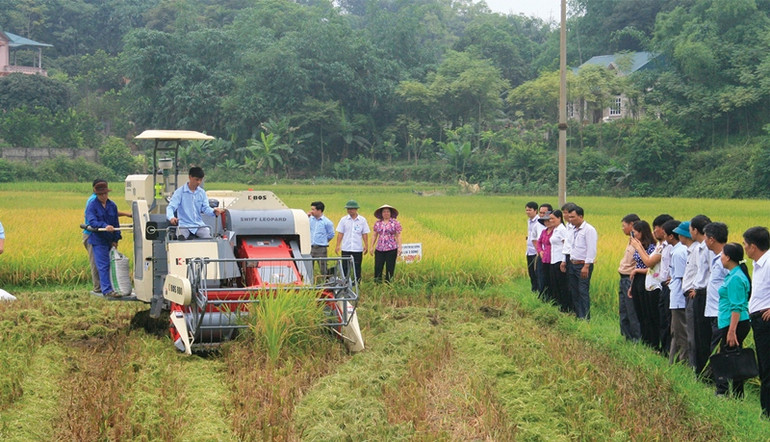 Đột phá về hạ tầng phát triển nông nghiệp ở Lâm Thao -0