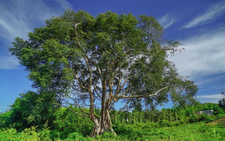 Công viên địa chất Đắk Nông- điểm khám phá đầy hứa hẹn -0