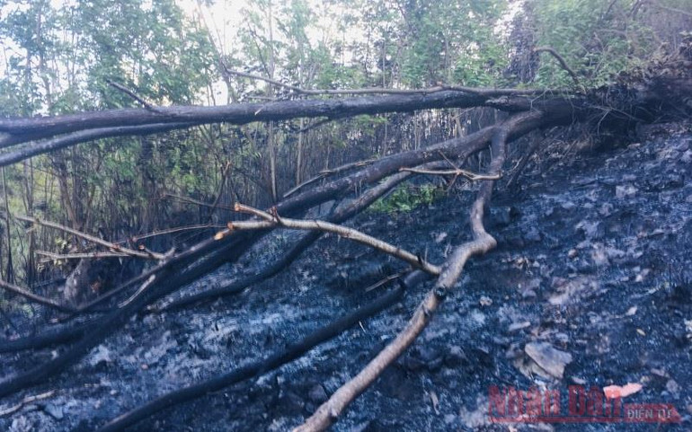 Bình Định: Khống chế kịp thời đám cháy trên núi Bà Hỏa -0