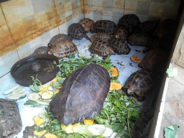 Dừng nhập khẩu động vật hoang dã, đóng cửa chợ mua bán động vật hoang dã bất hợp pháp -0