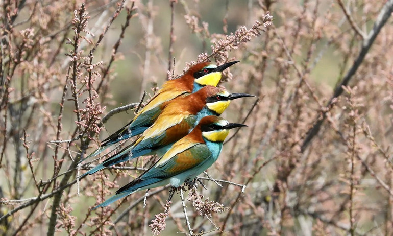 Những bức ảnh ấn tượng về động vật hoang dã trong tuần -0