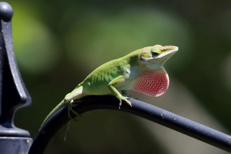 Những bức ảnh ấn tượng về động vật hoang dã trong tuần -0