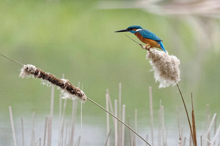Những bức ảnh ấn tượng về động vật hoang dã trong tuần -0