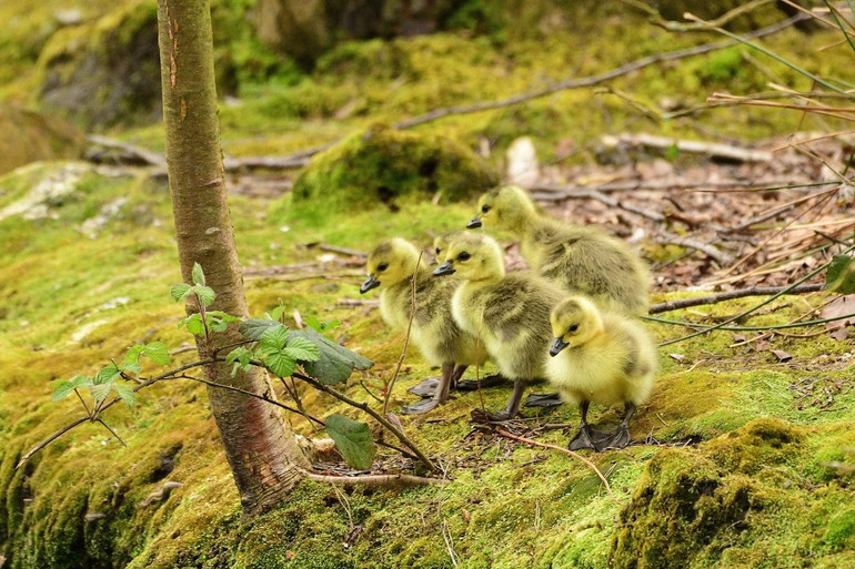 Những bức ảnh ấn tượng về động vật hoang dã trong tuần -0