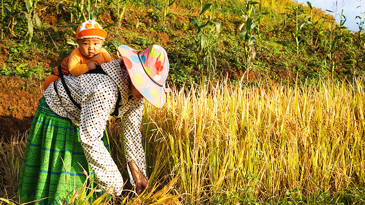 “Mặt trời của mẹ, em nằm trên lưng”. Gặt lúa trên nương cao -0