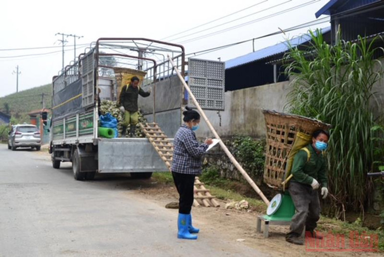 Nỗ lực tiêu thụ dứa tươi ở Bản Lầu (Lào Cai) -0