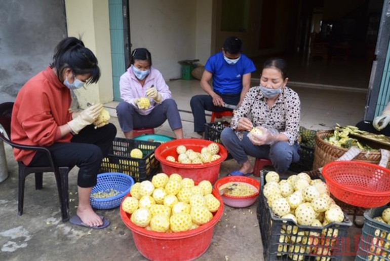 Nỗ lực tiêu thụ dứa tươi ở Bản Lầu (Lào Cai) -0