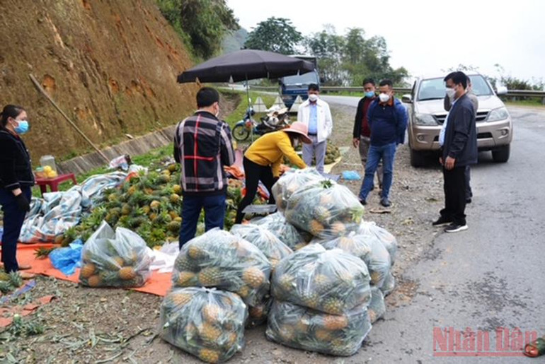 Nỗ lực tiêu thụ dứa tươi ở Bản Lầu (Lào Cai) -0